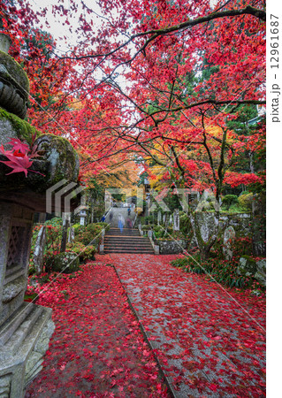 最乗寺の紅葉 12961687