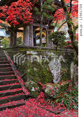 最乗寺の紅葉 12961709