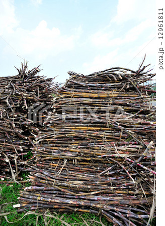 Sugarcane harvest  12961811