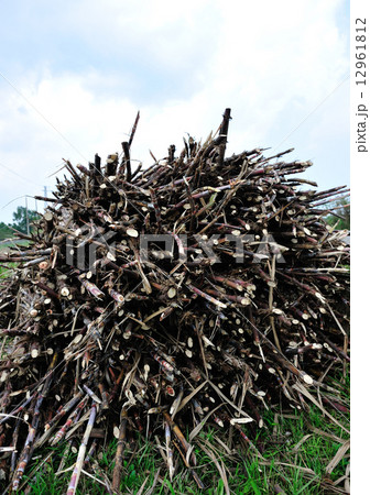 Sugarcane harvest Sugarcane harvest 12961812