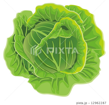 キャベツ キャベツ 12962287