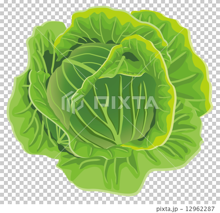 キャベツ キャベツ 12962287