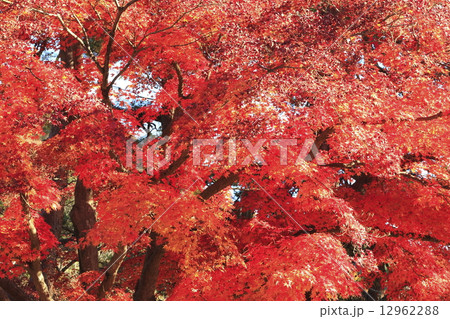 紅葉 紅葉 12962288