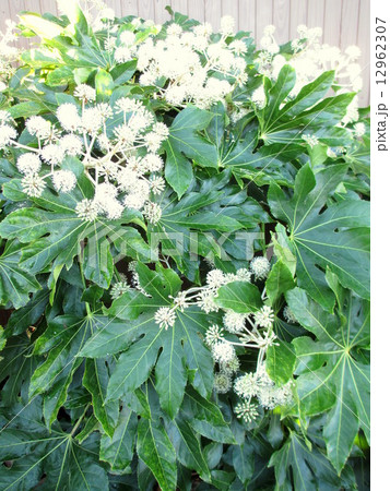 晩秋に咲く白い花が美しい縁起物の庭木のヤツデ 12962307