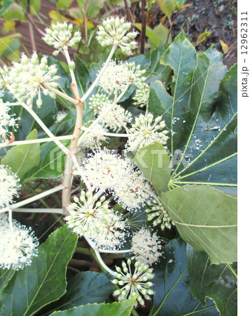 晩秋に咲く白い花が美しい縁起物の庭木のヤツデ 12962311