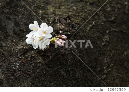 桜の花 桜の花 12962599