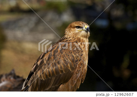 ワシ ワシ 12962607