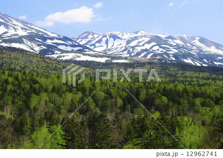 北海道　美瑛町　残雪の十勝岳連峰と新緑の樹海 12962741