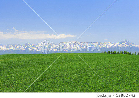 北海道　美瑛町　麦畑と十勝岳連峰 12962742