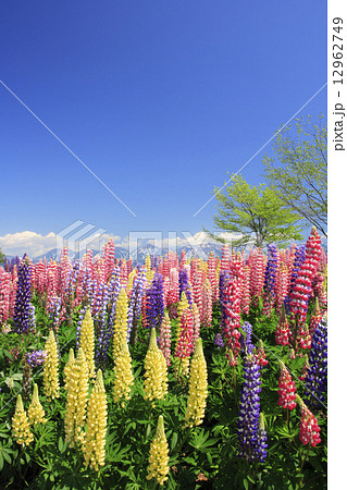 北海道　四季彩の丘　美瑛町 12962749