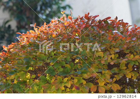 どうだんつつじ 12962814