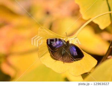 ムラサキツバメ① 12963027