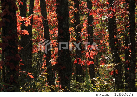 蔦漆の色付く頃 蔦漆の色付く頃 12963078