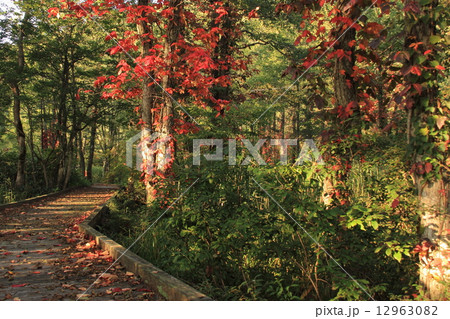 初秋の散歩道 初秋の散歩道 12963082
