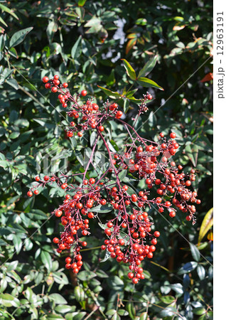 ナンテン(南天) ナンテン(南天) 12963191