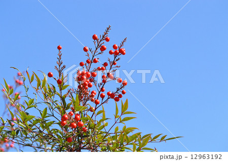 ナンテン（南天） 12963192