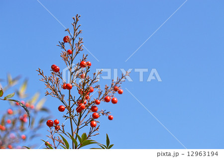 ナンテン(南天) ナンテン(南天) 12963194