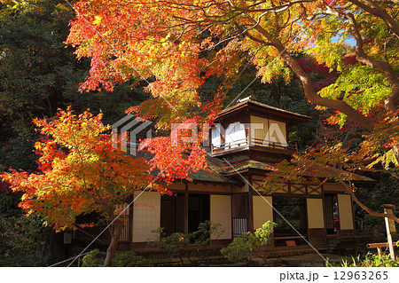 三溪園の紅葉 12963265