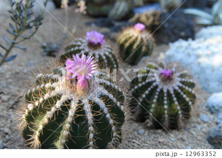 サボテンの花 12963352