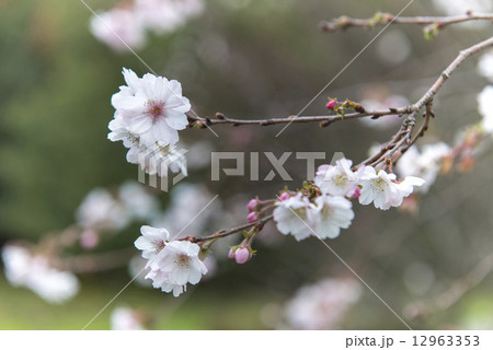 桜 12963353