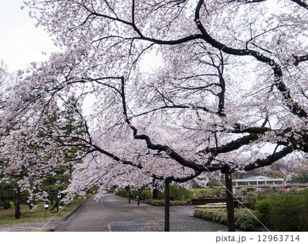 桜の花 桜の花 12963714