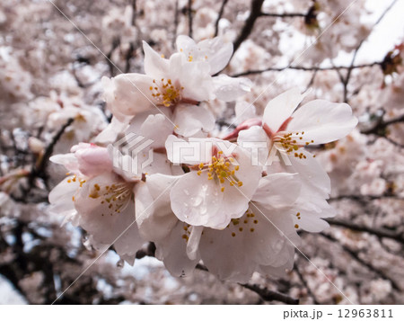 桜 12963811