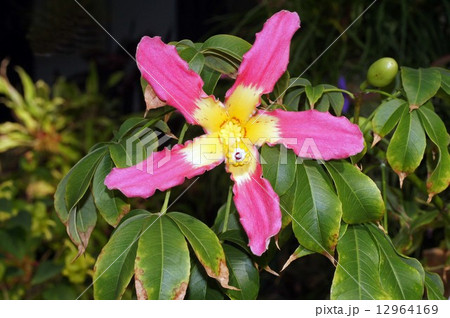 トックリキワタの花 トックリキワタの花 12964169
