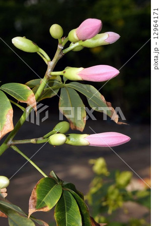 トックリキワタのつぼみ 12964171