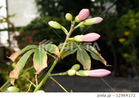 トックリキワタのつぼみ 12964172