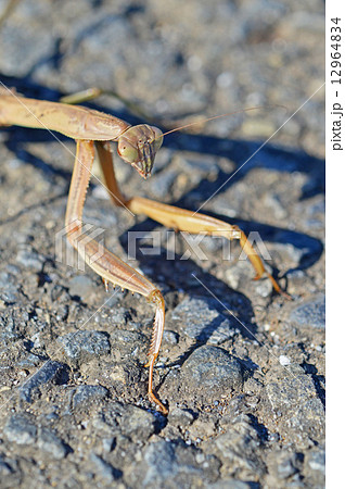 カマキリ 12964834