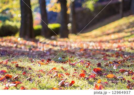 秋の芝生と落ち葉の写真素材