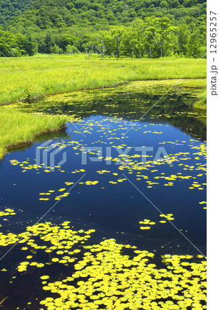 尾瀬池塘4 尾瀬池塘4 12965257