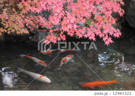 鯉と紅葉 鯉と紅葉 12965322