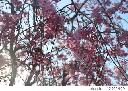 八重のしだれ桜 八重のしだれ桜 12965409