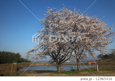 ２本の桜 12965410