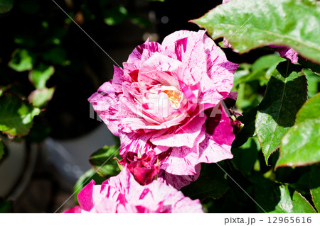 赤と白の珍しい絞り模様のバラの花の写真素材