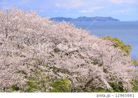 赤穂御崎の春 12965661