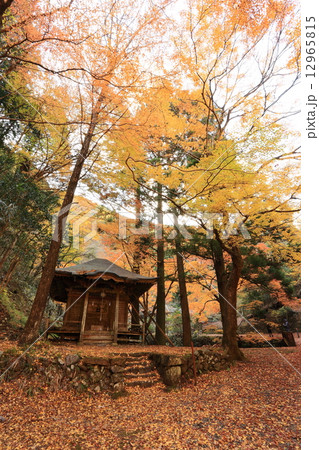 蓬莱山の紅葉 12965815