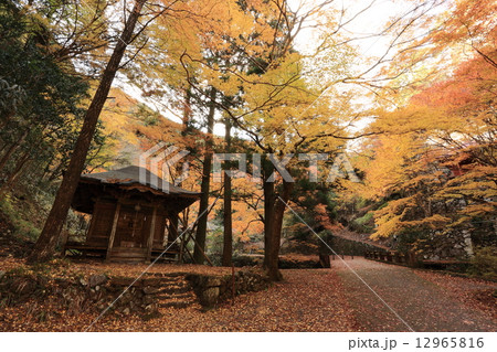 蓬莱山の紅葉 12965816