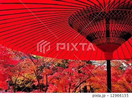 野点傘と紅葉 12966155