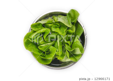 サラダ菜 サラダ菜 12966171