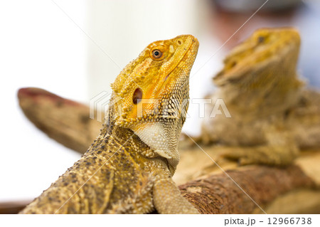 Close up of Bearded dragon. 12966738