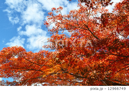 青い空と紅いもみじ 12966749