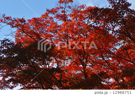 青い空と紅いもみじ 青い空と紅いもみじ 12966751