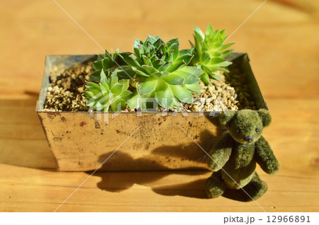 多肉植物とテディベア の写真素材