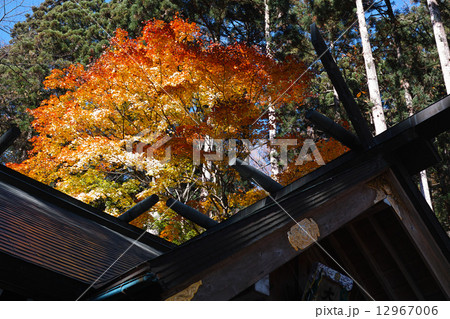 金色に輝く紅葉 金色に輝く紅葉 12967006