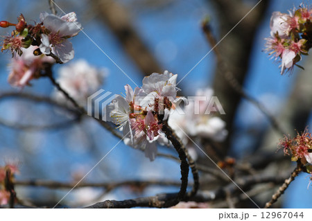 小振りな冬桜 12967044