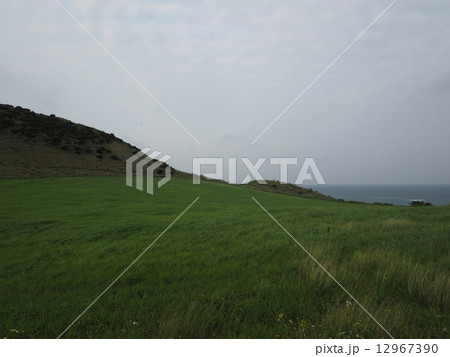 平久保崎の草原 平久保崎の草原 12967390