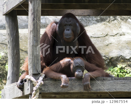 Bornean orangutan Coition. Bornean orangutan Coition. 12967554