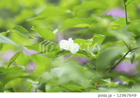 シロヤマブキ 12967649